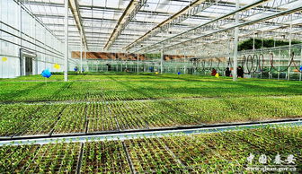 武山縣 生物制劑賦能，加速構建蔬菜全產業鏈新格局