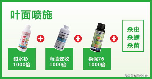 微新生物柑橘公開課 11月份沃柑關(guān)鍵管理要點(diǎn)與生物制劑營(yíng)養(yǎng)方案